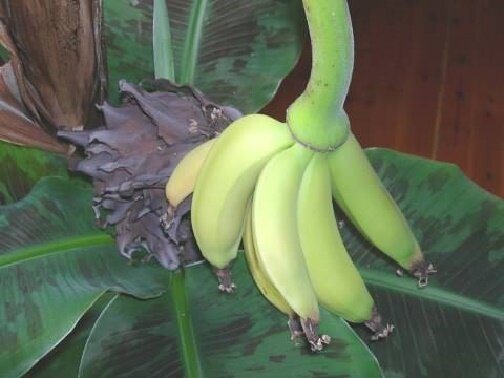 Банан на подоконнике